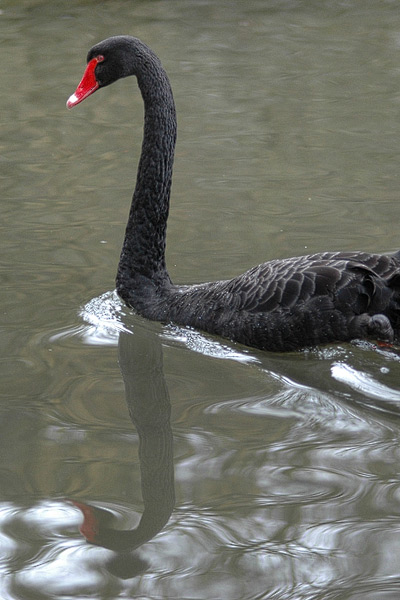 Schwarzer Schwan