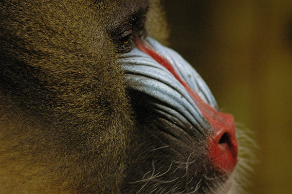 Mandrill