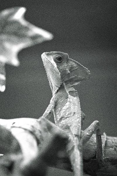 Gecko