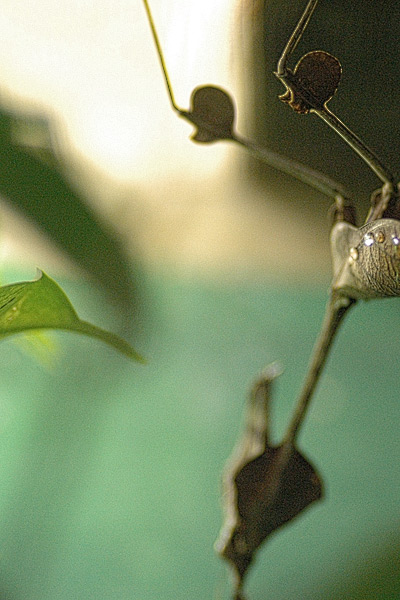 Insekten-Alien Insekten-Alien