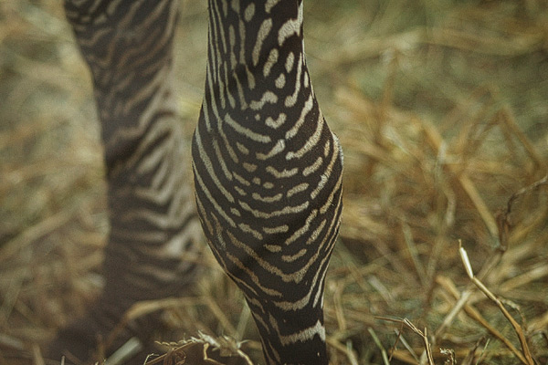 Zebraknie