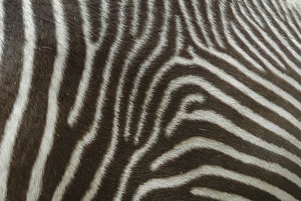 Zebraflanke