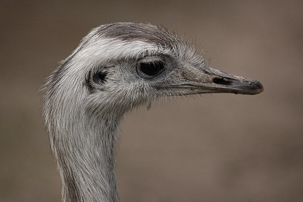 Emu