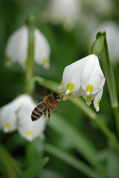 Biene im Anflug