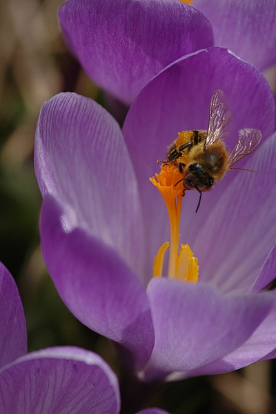 Biene bei der Arbeit