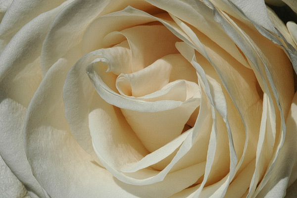 Weisse Rose