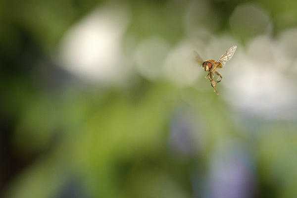 Schwebefliege im Flug II