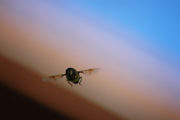 Schwebefliege im Flug