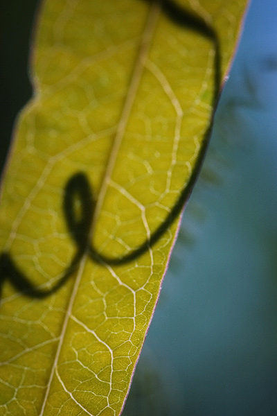 Kringelschatten