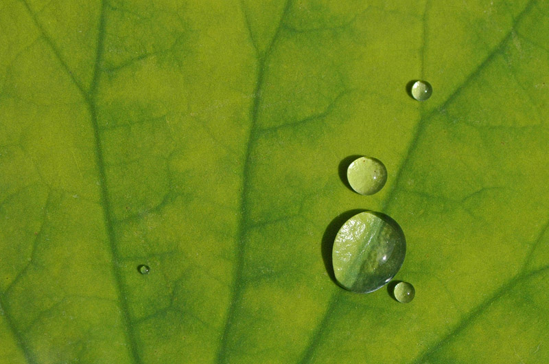 Wassertropfen auf grün