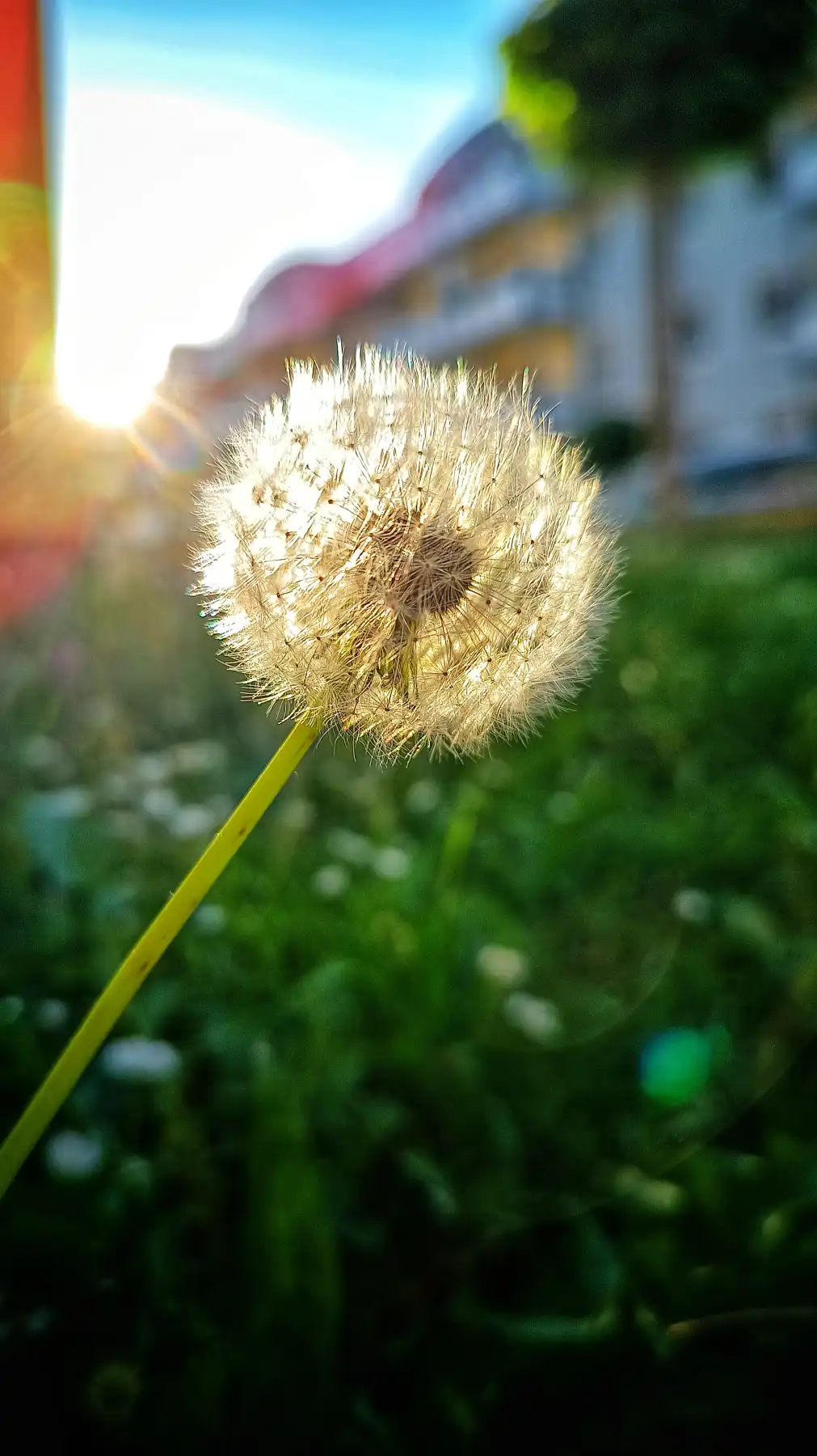 Der leuchtende Dandelion