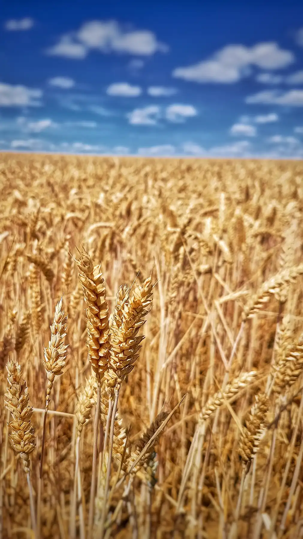 Goldene Träume unter dem Himmel