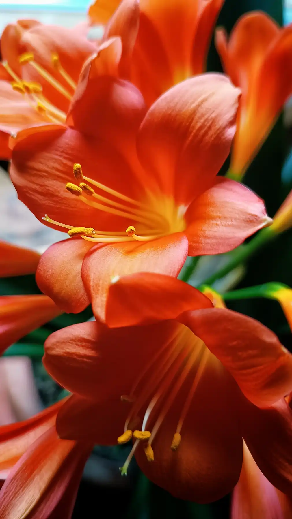 Feuerblüte im Dschungel der Fensterbank