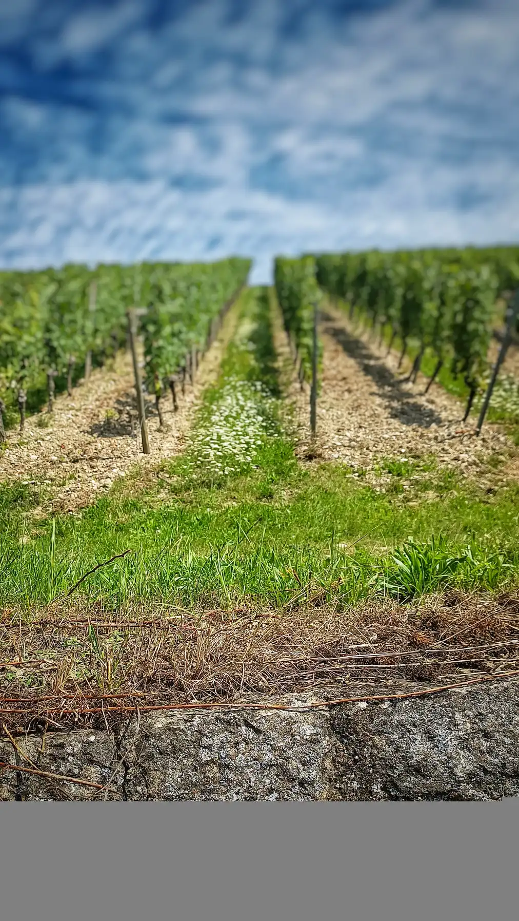 Der stille Ozean der Weinberge