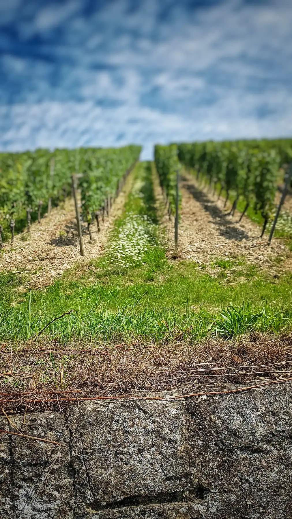 Der stille Ozean der Weinberge