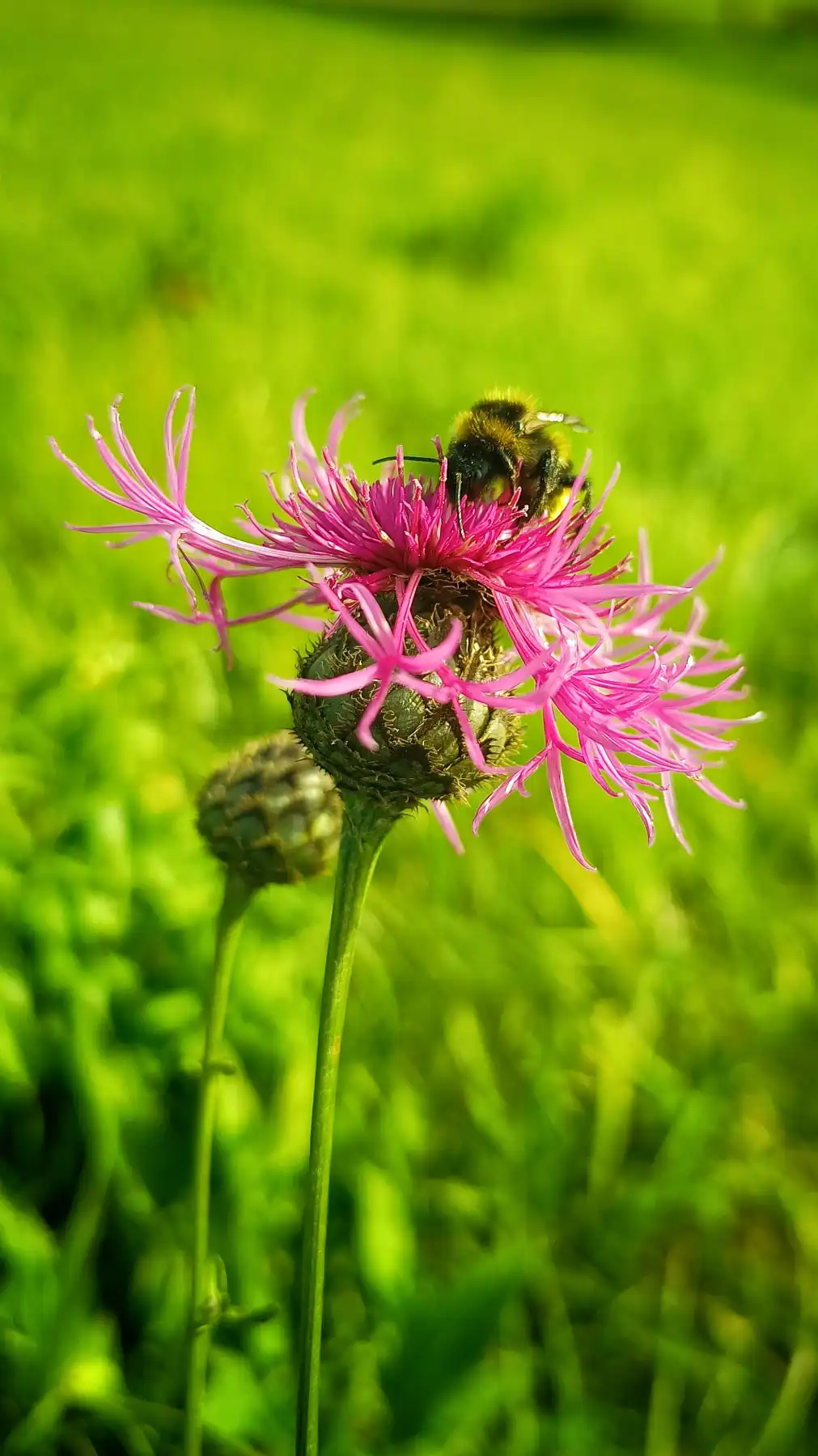 Der rosa Nebel von Zephyria