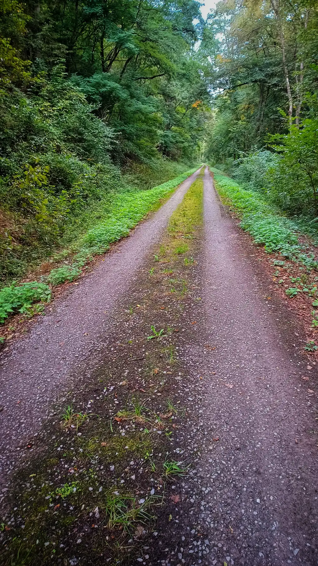 Verzauberter Waldweg