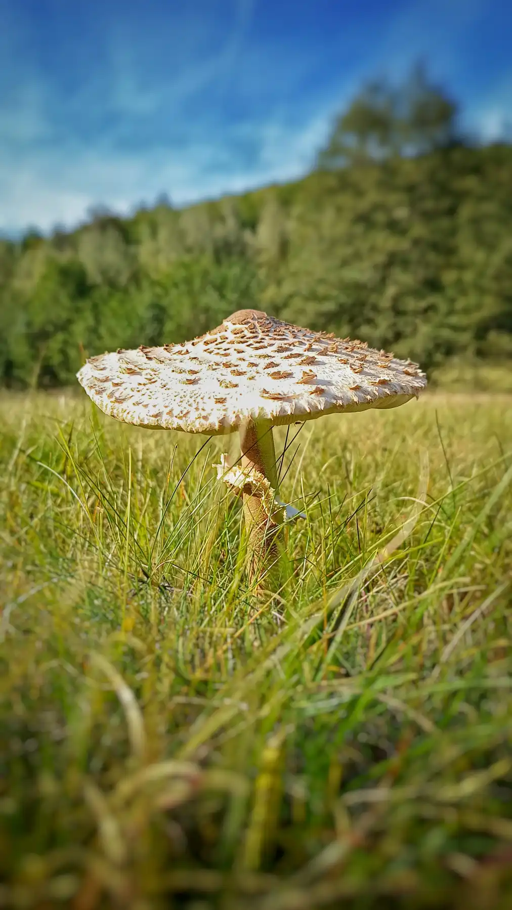 Der einsame Pilz, der den Himmel berührt
