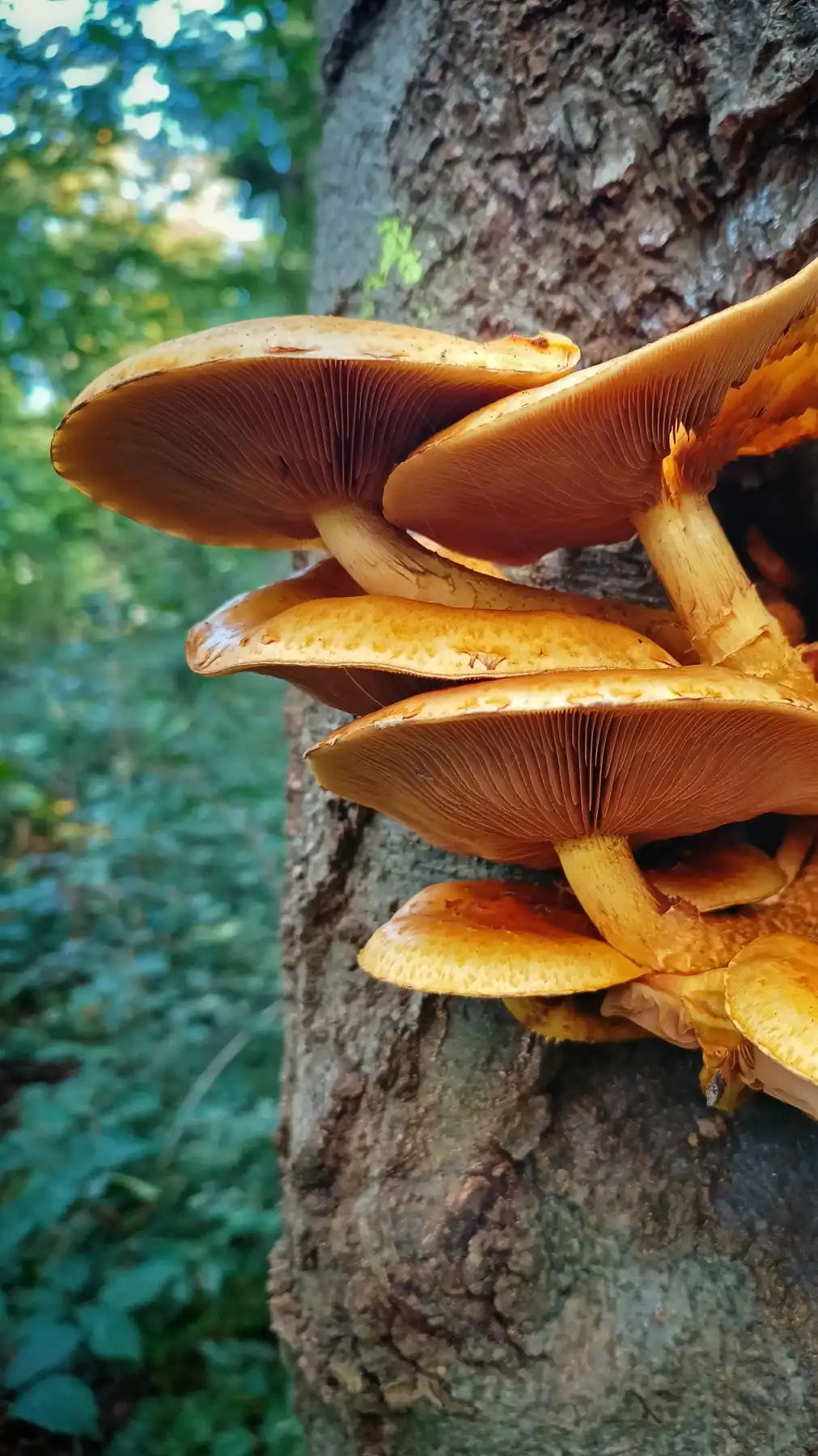 Dämmerung der Waldgeister