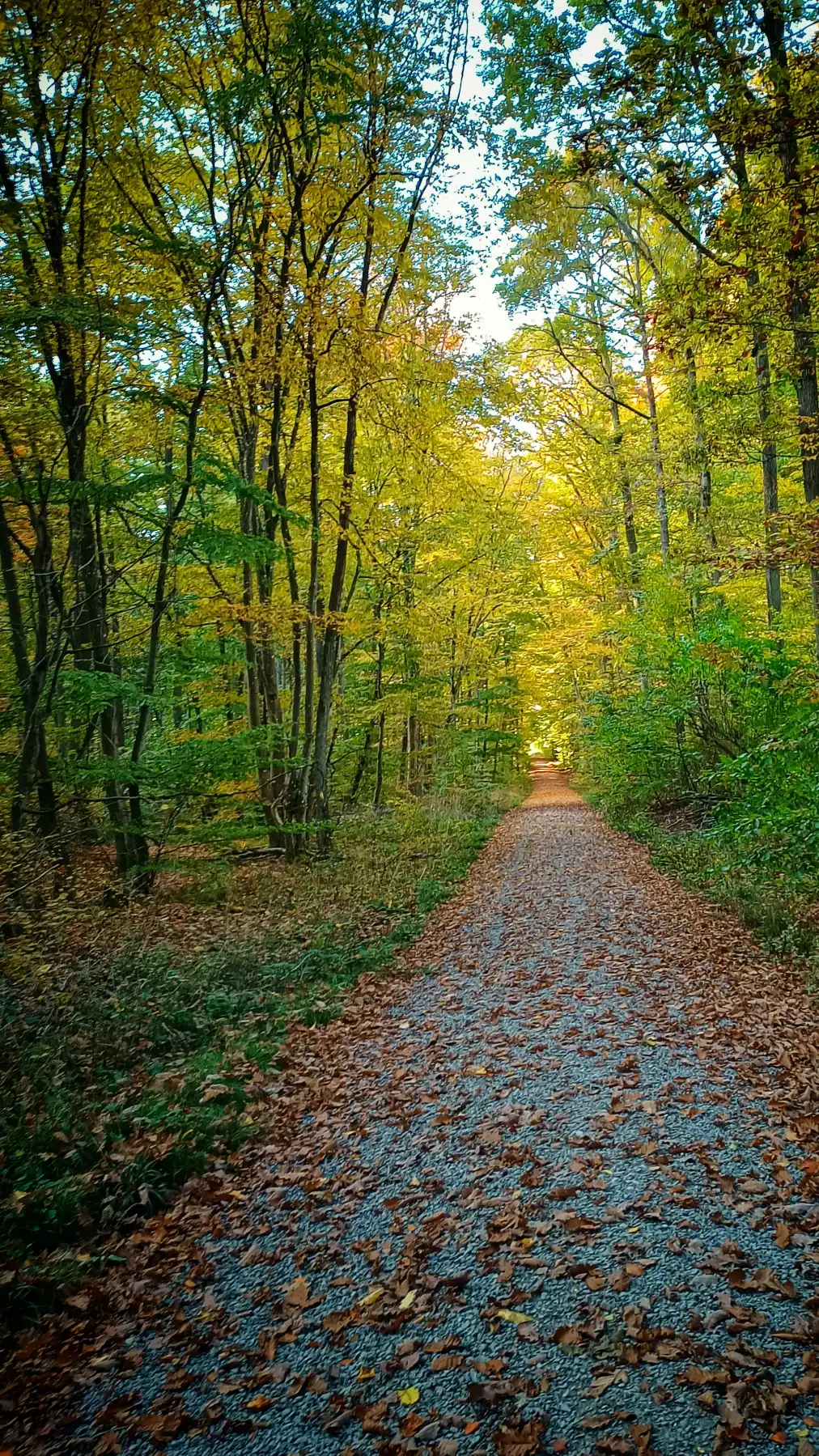 Verzauberter Waldweg