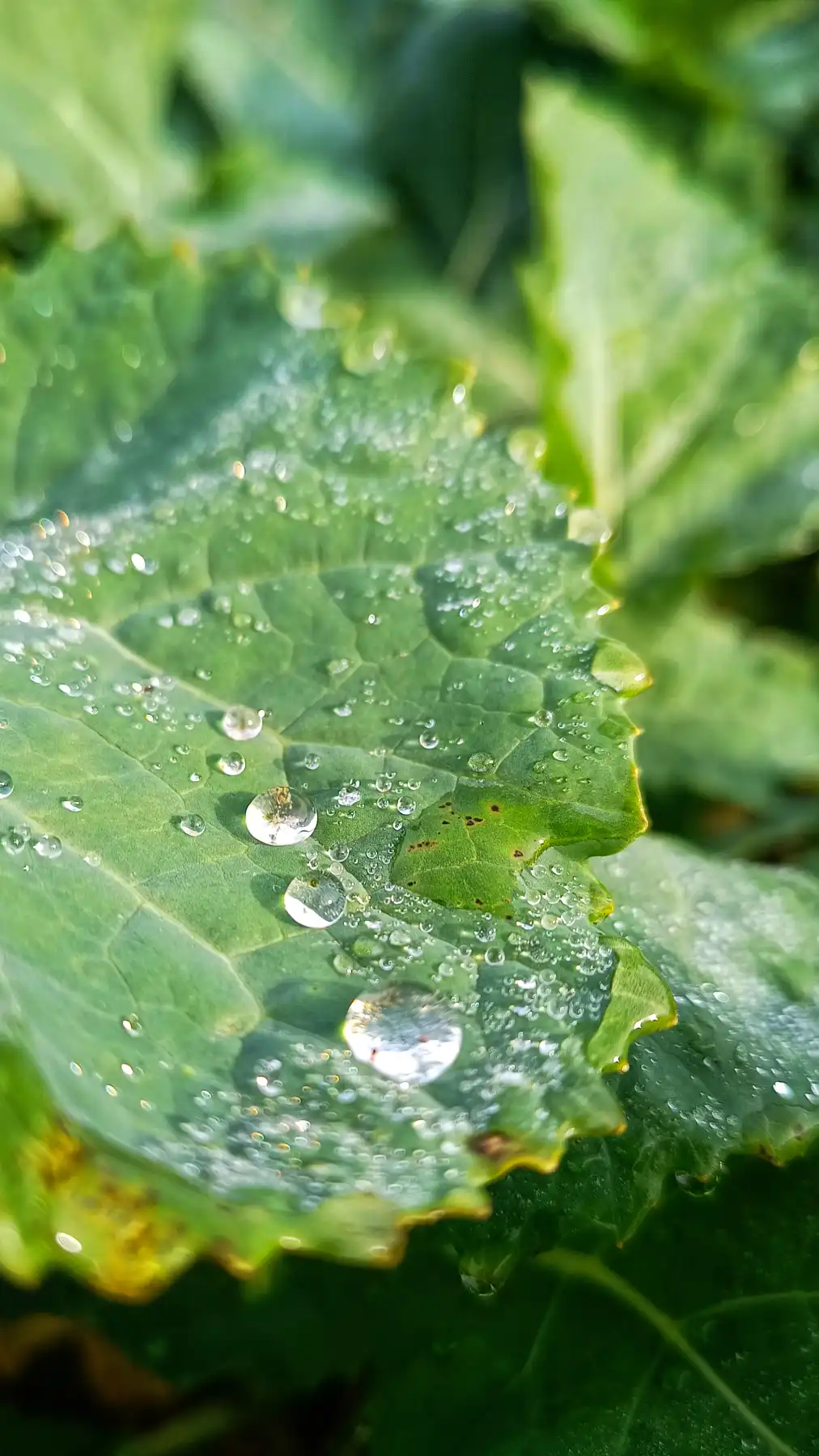 Die Kristallkaskaden von Elysia