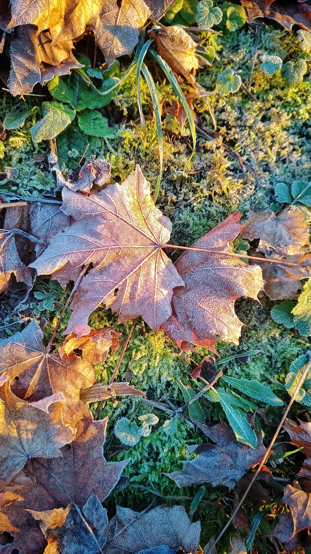 Die Kristalline Symphonie des Waldbodens