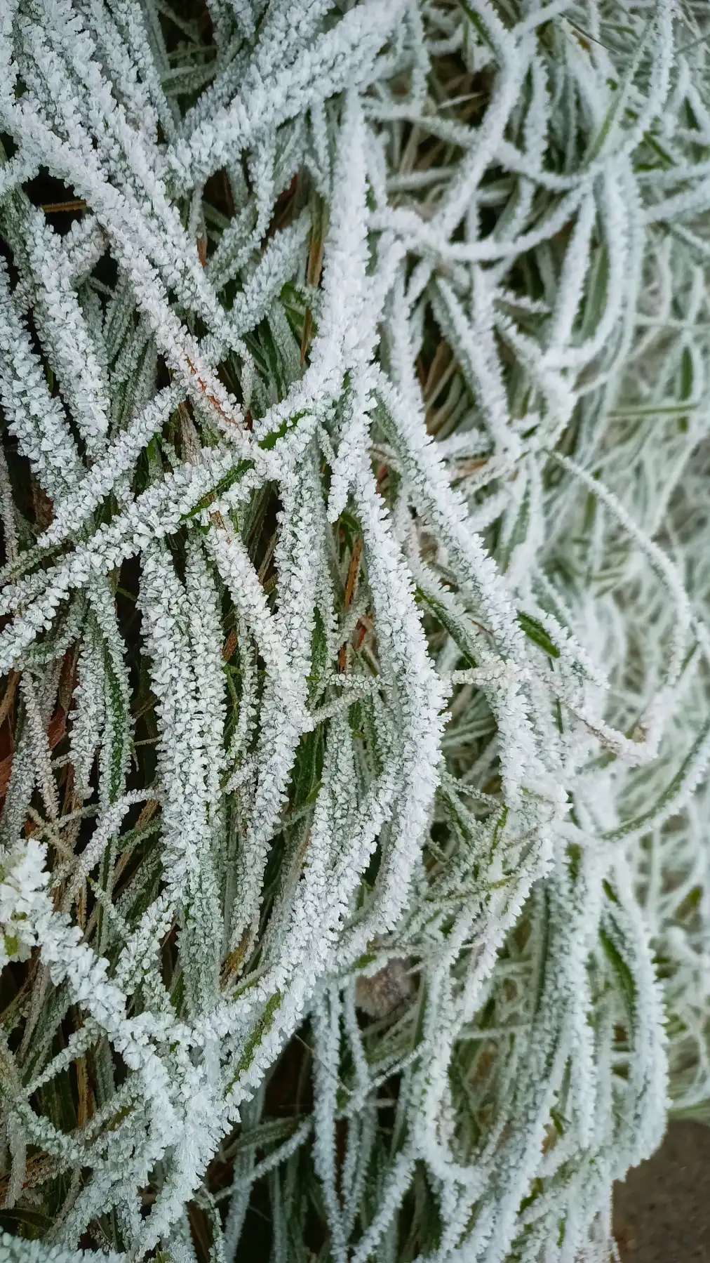 Eiskristallwälder im Morgengrauen