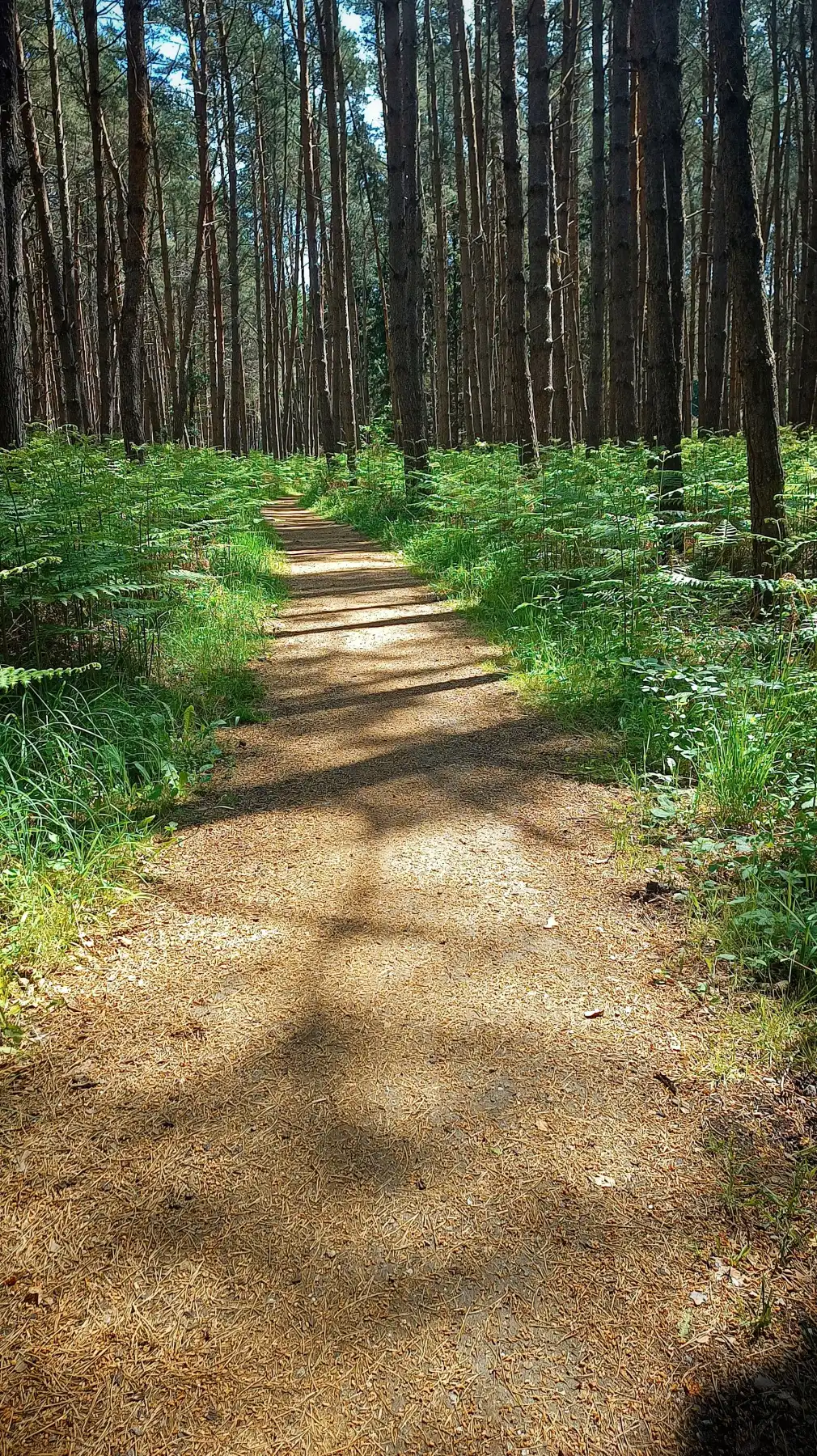 Die Serpentinenstraße der Riesen – oder: Wie der Wald seine Geheimtreppe entrollt